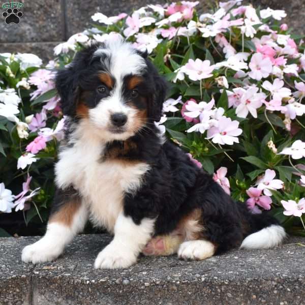 Bagel, Mini Bernedoodle Puppy